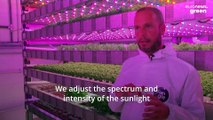 Ain't no sunshine on these farms: Why vertical gardens could be the future of food production