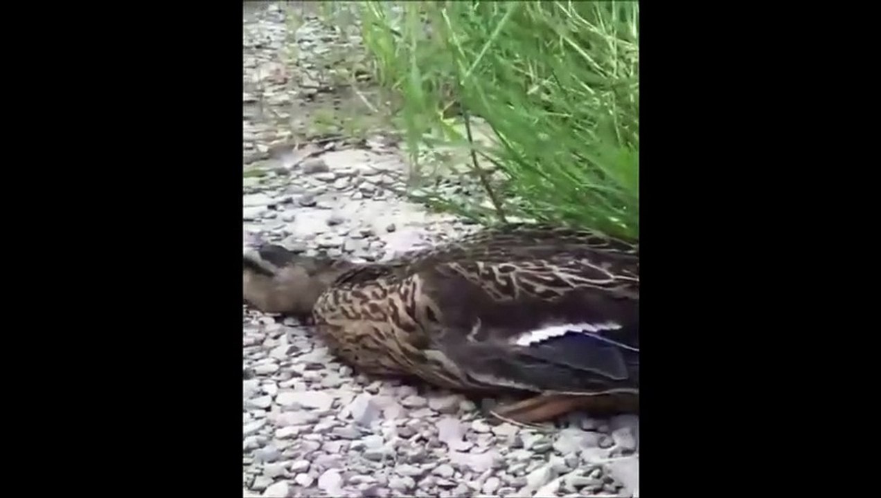 Un canard sauvé par son talent d'acteur