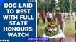 Mangalore: Crime detective dog 'Sudha' laid to rest with full state honours| Oneindia News