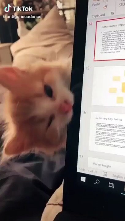 Cute Funny Cats