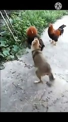 Chicken VS Dog Fight