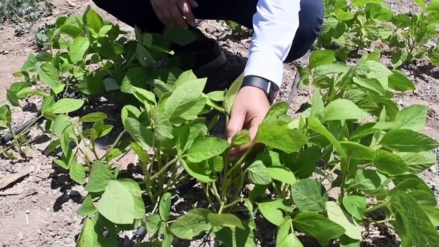 SİVAS - Güney Kore'den getirilen soya bitkisi çiftçiye kazanç kapısı olacak