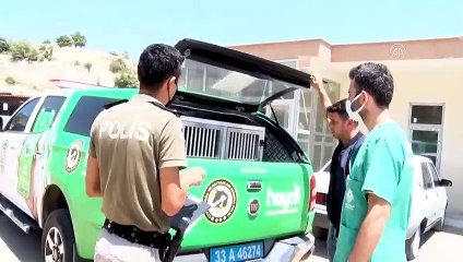 MERSİN - Elektrikli bisiklete bağlanıp sürüklenirken bulunan köpeğin tedavisi yapıldı