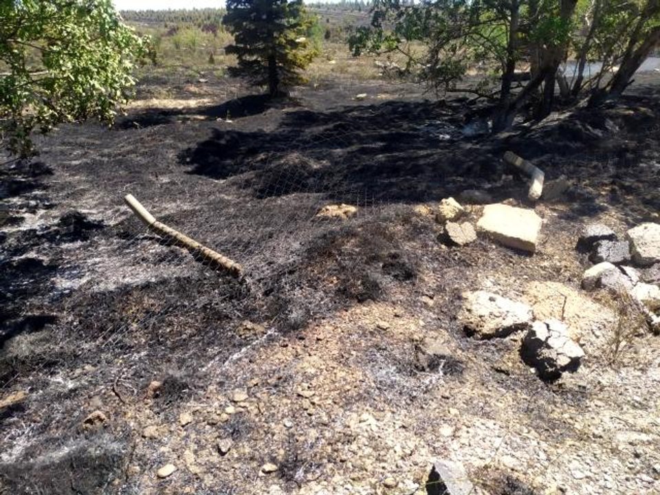 Son dakika haberi... Atatürk Orman Çiftliği arazisinde yangın çıktı