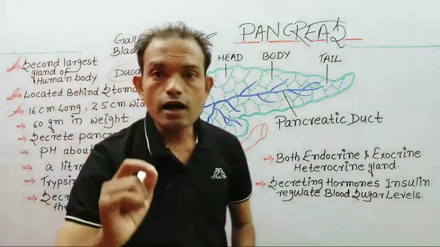 pancreas function,cbse-10 biology,ms patel e learning