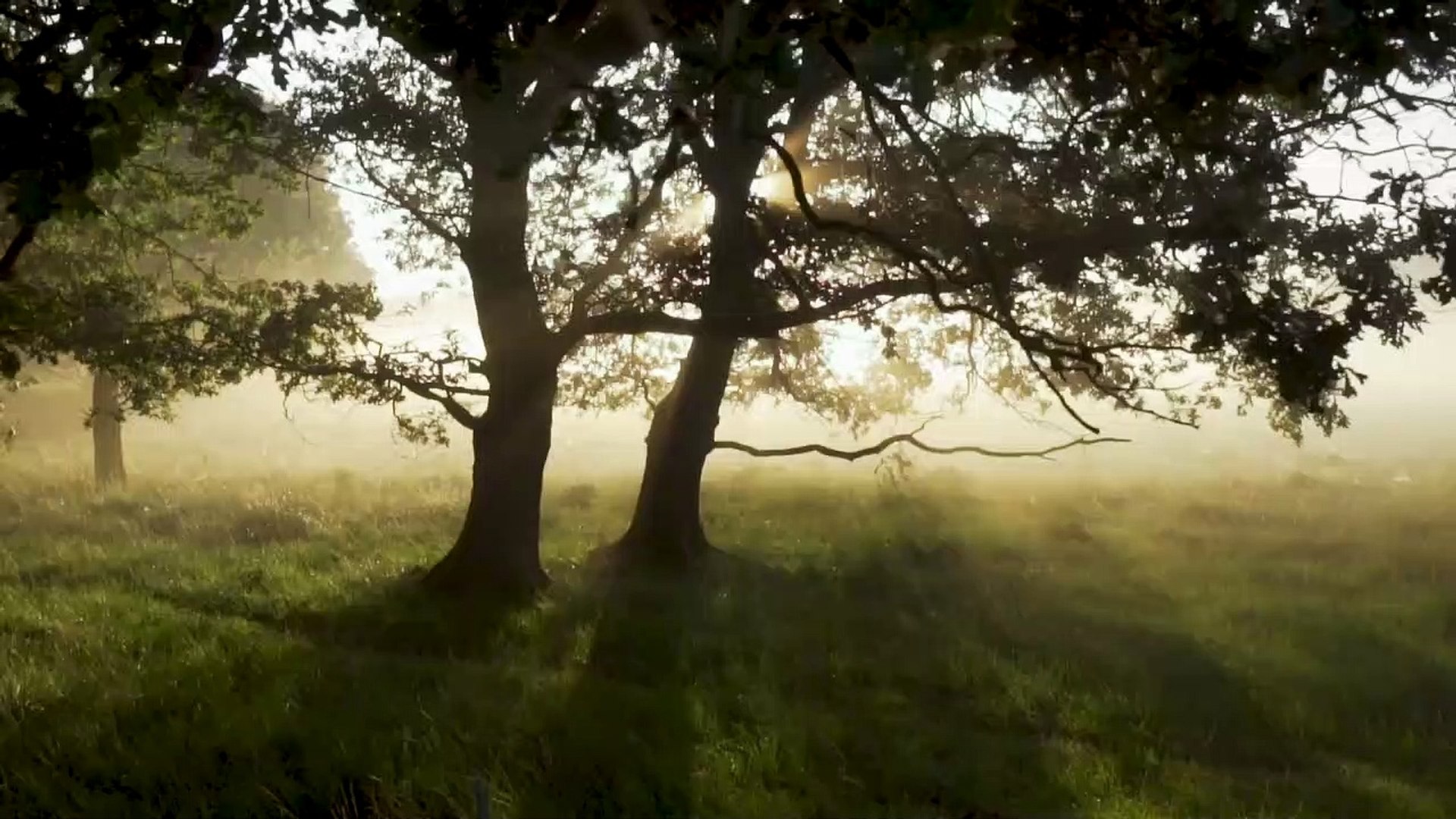 Forest -