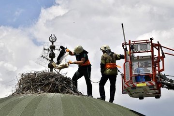 Bursa'da leylek yavrularına kubbe üstünde tedavi