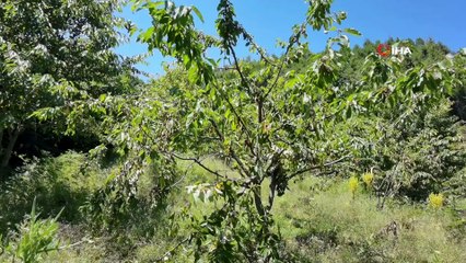 Bursa’da dağların zirvesindeki bahçesini yaban hayvanlarından böyle koruyor