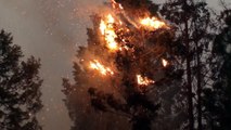 Emergenza incendi in California. Bruciano case e boschi