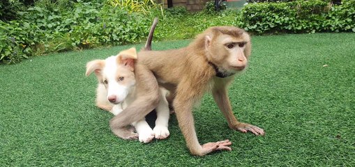 Monkey and Dog Make Unlikely Best Friends