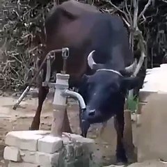 Cow drinks itself water