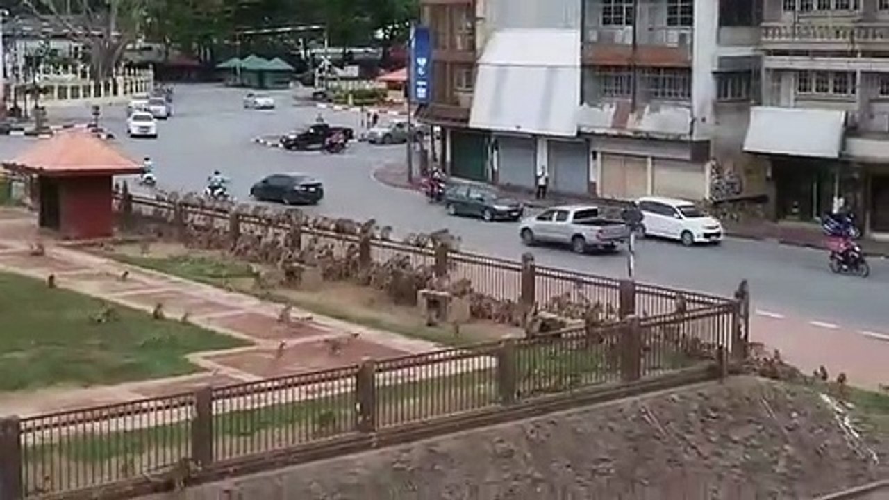 ฝูงวานรยกทัพตีกันชาวบ้านใช้รถใช้ถนนตื่นตระหนก