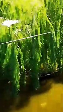 Akıllara durgunluk veren olay! Balığa araba çarptı