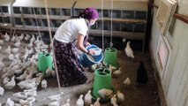 ADANA -  Araziye terk edilmiş halde bulunan 300 civciv, kadın çiftçiye emanet edildi