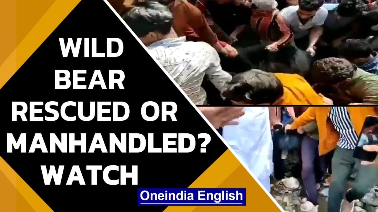 Kashmir: Wild black bear captured by Department of Wildlife Protection Force | Watch | Oneindia News