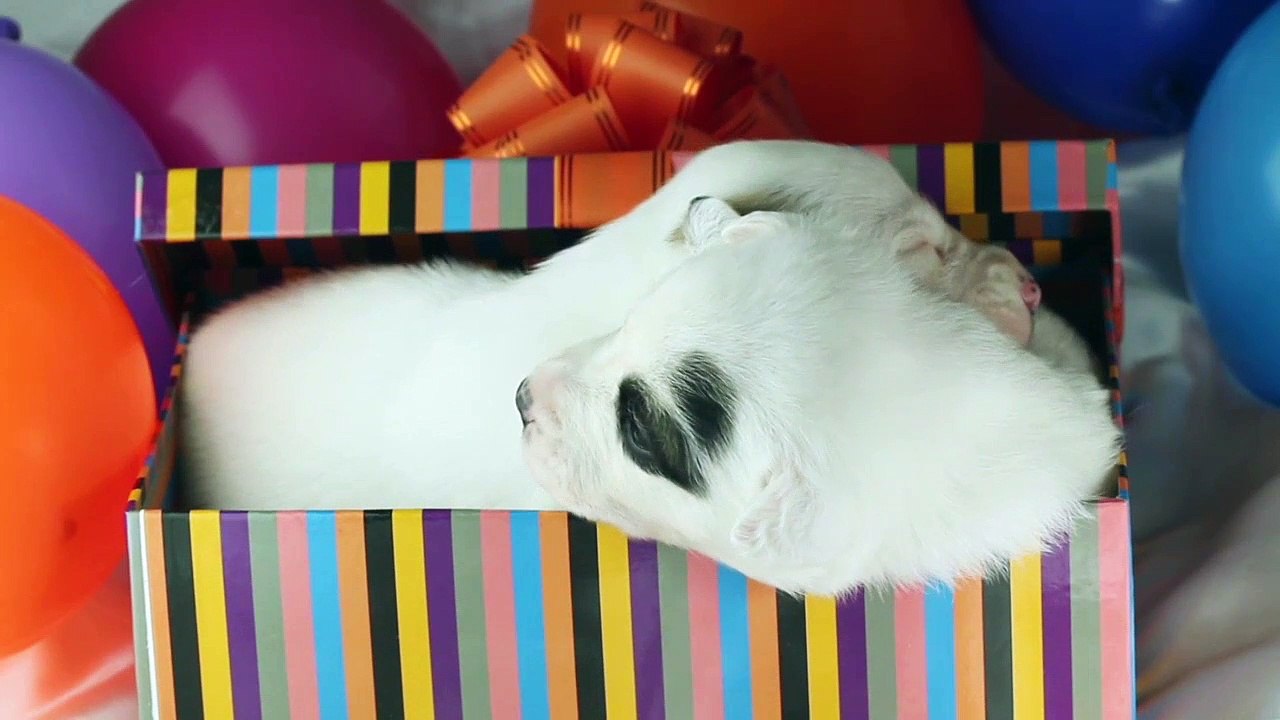 Cute and  funny dogs videos || Part- 02