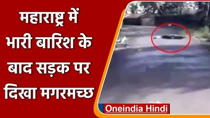 Maharashtra में भारी बारिश के बाद Sangli में सड़क पर लेटा दिखा Crocodile | वनइंडिया हिंदी
