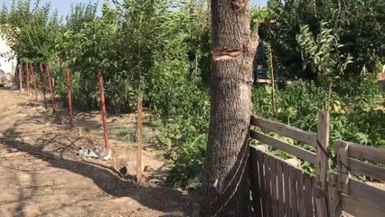Bahçesindeki ağacı kesmeye çalışan vatandaş boynundan yaralandı
