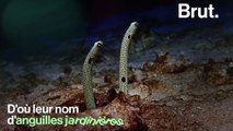 Les anguilles jardinières vivent enfoncées dans le sable