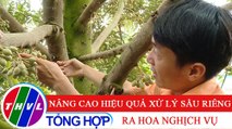 Nông nghiệp bền vững: Nâng cao hiệu quả xử lý sầu riêng ra hoa nghịch vụ