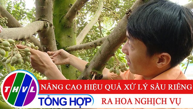 Nông nghiệp bền vững: Nâng cao hiệu quả xử lý sầu riêng ra hoa nghịch vụ