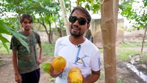 Market Vs Tree Fruit - Reality _ एक बाजार से खरीदा दूसरा पेड़ से तोड़ा || Fresh Papaya vs market papaya