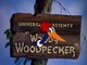 01 - Pica-Pau Biruta (Woody Woodpecker)