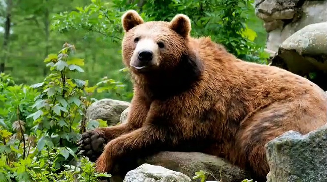Best animal video, wildlife video, wildlife animal video,cat funny videos, wild Tiger video, funny videos,