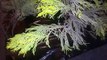 Thuja green type cedar tree cuttings in winter July 2021