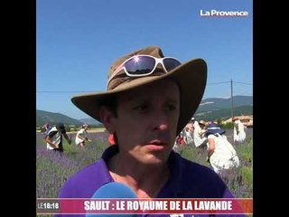Le 18:18 - Notre reportage à Sault, capitale de la lavande, où la récolte vient de commencer