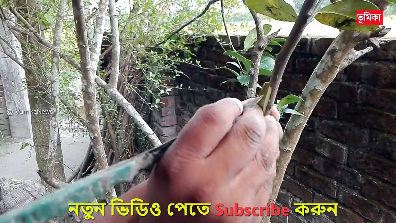 Lemon Tree Air Layering |_লেবু গাছে কলম করার পদ্ধতি |_গুটি কলম করার পদ্ধতি |_Air Layering |_Vumika  Agro | Vumika TV