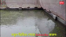 Fish Farm Fangladesh | Fish farming |_House fish farming in Fangladesh | Vumika TV | Vumika Agro