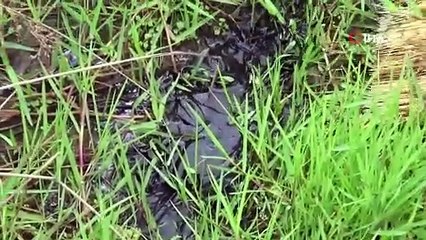 Alibeyköy barajına akan dere tehlike saçıyor!