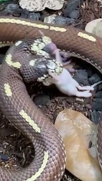 Un serpent à deux têtes mange en même temps
