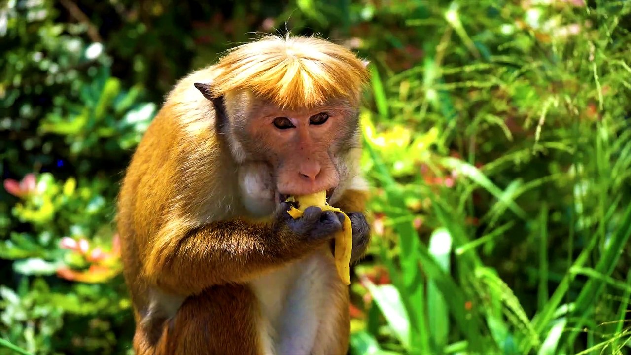 Beautiful Animals Collection