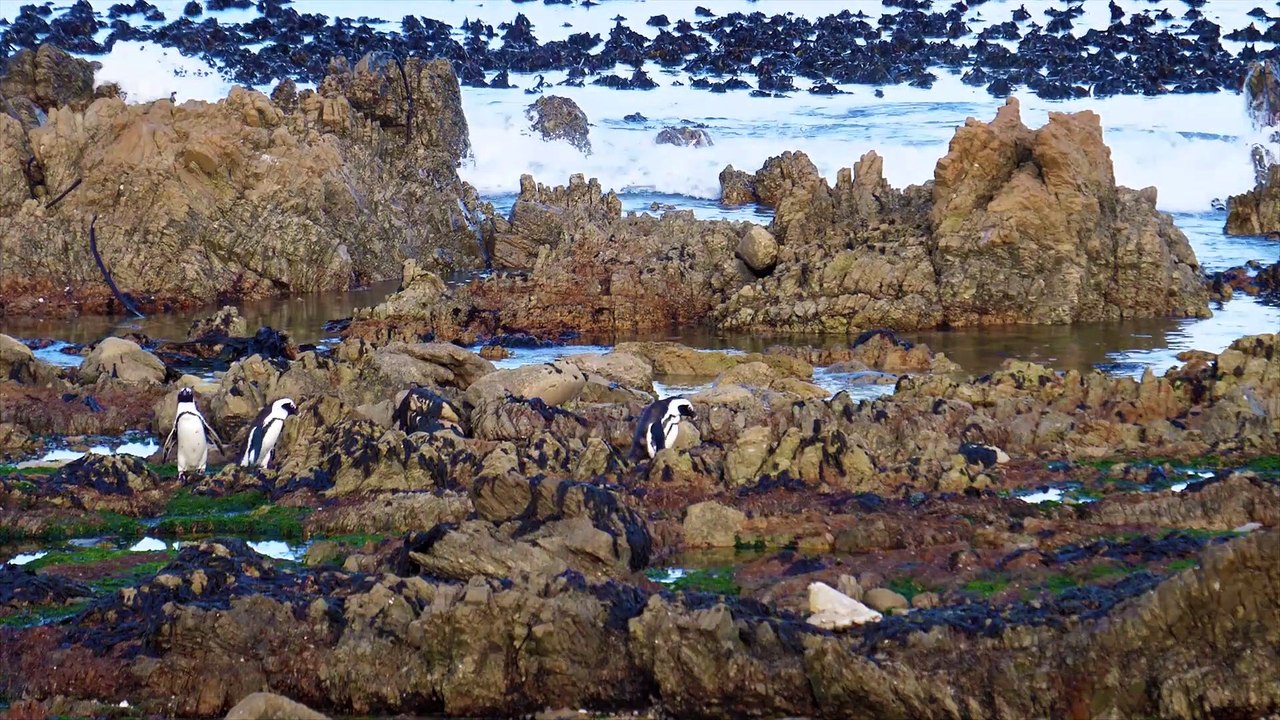 Penguins Collection 60FPS