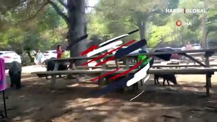Tatilcilere yaban domuzu sürprizi