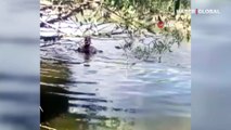 Daldığı nehirde elleriyle balık yakaladı