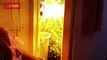 Un clan echa familias de su casa para hacer plantaciones de marihuana