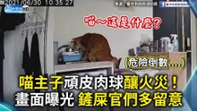 喵主子頑皮肉球釀火災！畫面曝光 鏟屎官們多留意！