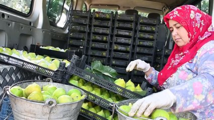 MANİSA - Erkenci yediveren incirinde üretici ihracata yöneldi