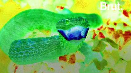 Las Atheris: Las serpientes dragón