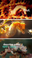 Así es el caballito de mar pigmeo