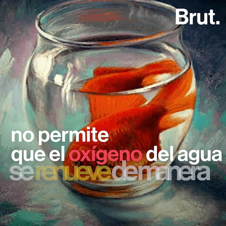 Por qué los peces de colores no pertenecen en una pecera
