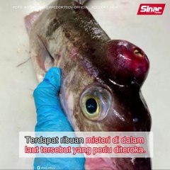 Ikan berwajah makhluk asing