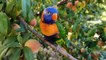 02.Baby Rainbow Lorikeet Natural Sounds  Chirping-compressed