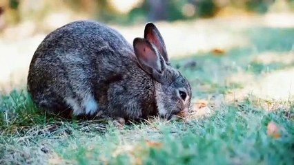 animals that eat grass