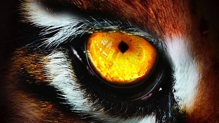 Woburn Safari Park Lion Birthday