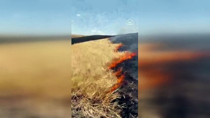 AĞRI - Tutak'ta çıkan yangında ekili alanlar zarar gördü