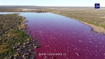مخلفات شركات صيد تحول بحيرة في باتاغونيا الأرجنتينية إلى اللون الزهري